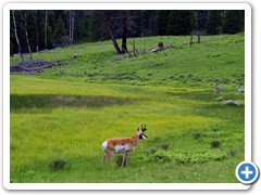 Pronghorn Antelope_0268