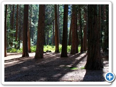 Ponderosa Pinse, Jeffery Pines and Sequoia_8827