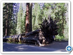 Sequoia, Fallen Monarch_0425