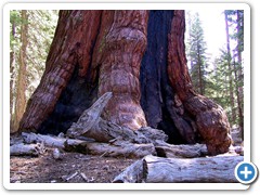 Sequoia in Mariposa Grove_0459
