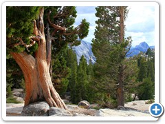 olmsted_point_western_juniper_7045