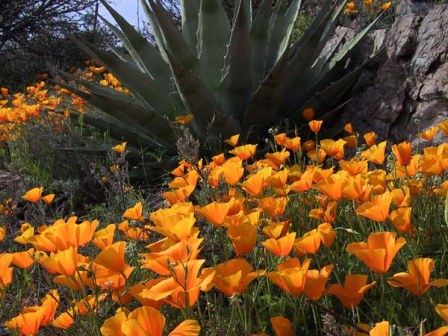 Photo of Arizona Mexican Poppies and Century Plant taken on a Custom Private Escorted tour by Tour The Southwest .com